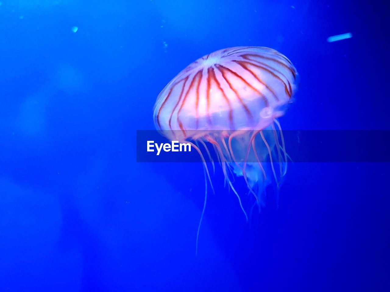 Close-up of jellyfish swimming in sea