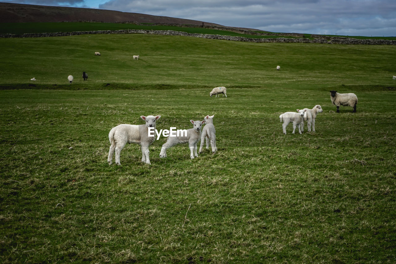 SHEEP IN FARM