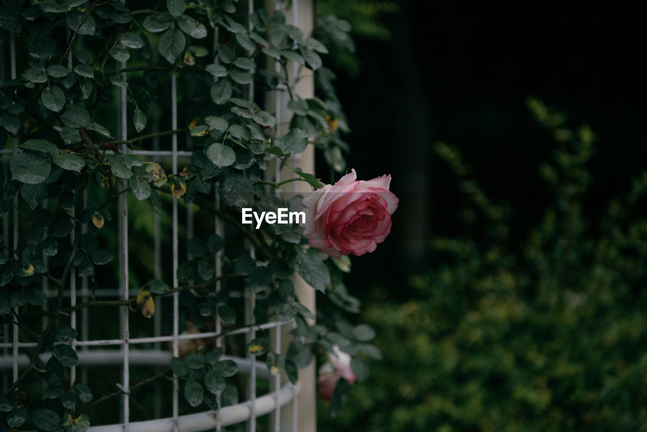 plant, flower, flowering plant, green, beauty in nature, rose, freshness, nature, fragility, growth, petal, pink, flower head, inflorescence, close-up, no people, leaf, garden roses, plant part, outdoors, focus on foreground, day, fence