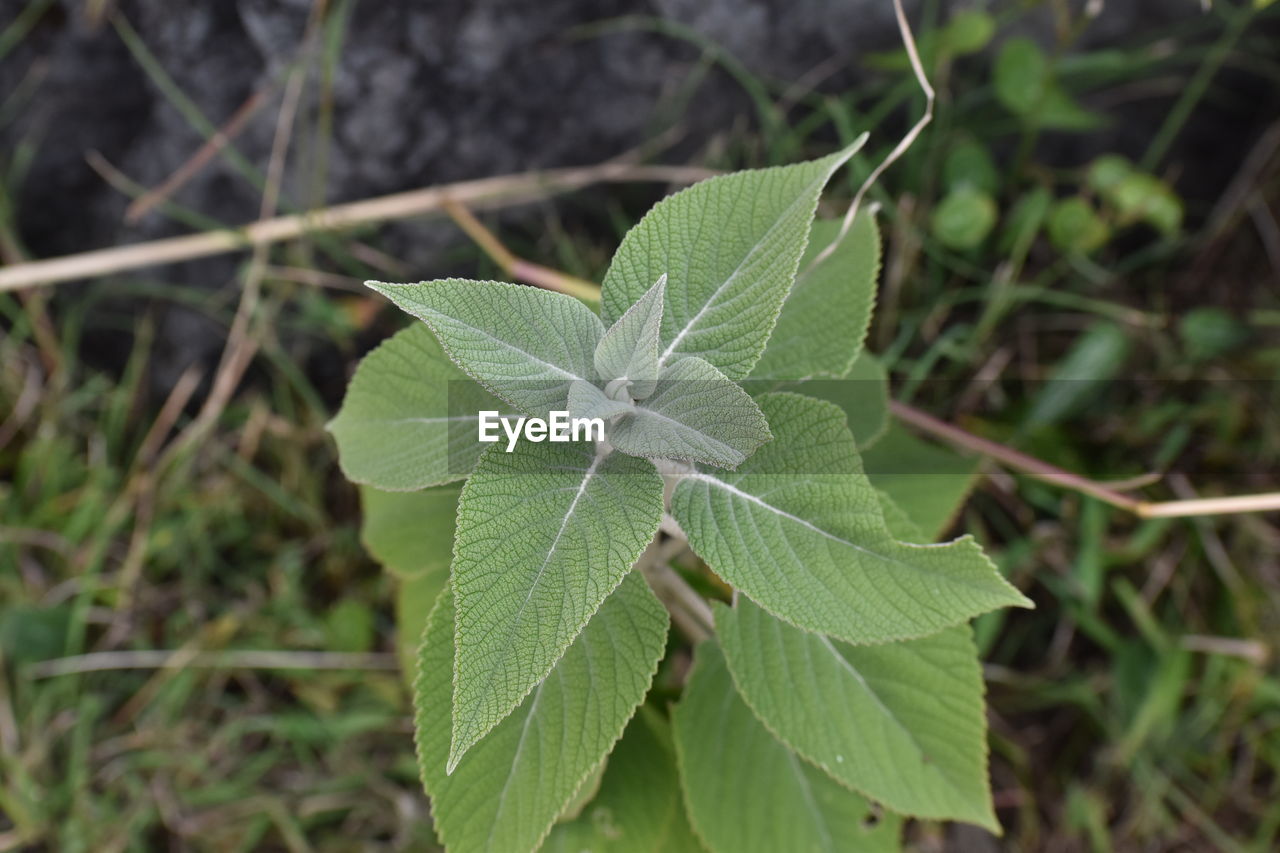 HIGH ANGLE VIEW OF GREEN LEAVES