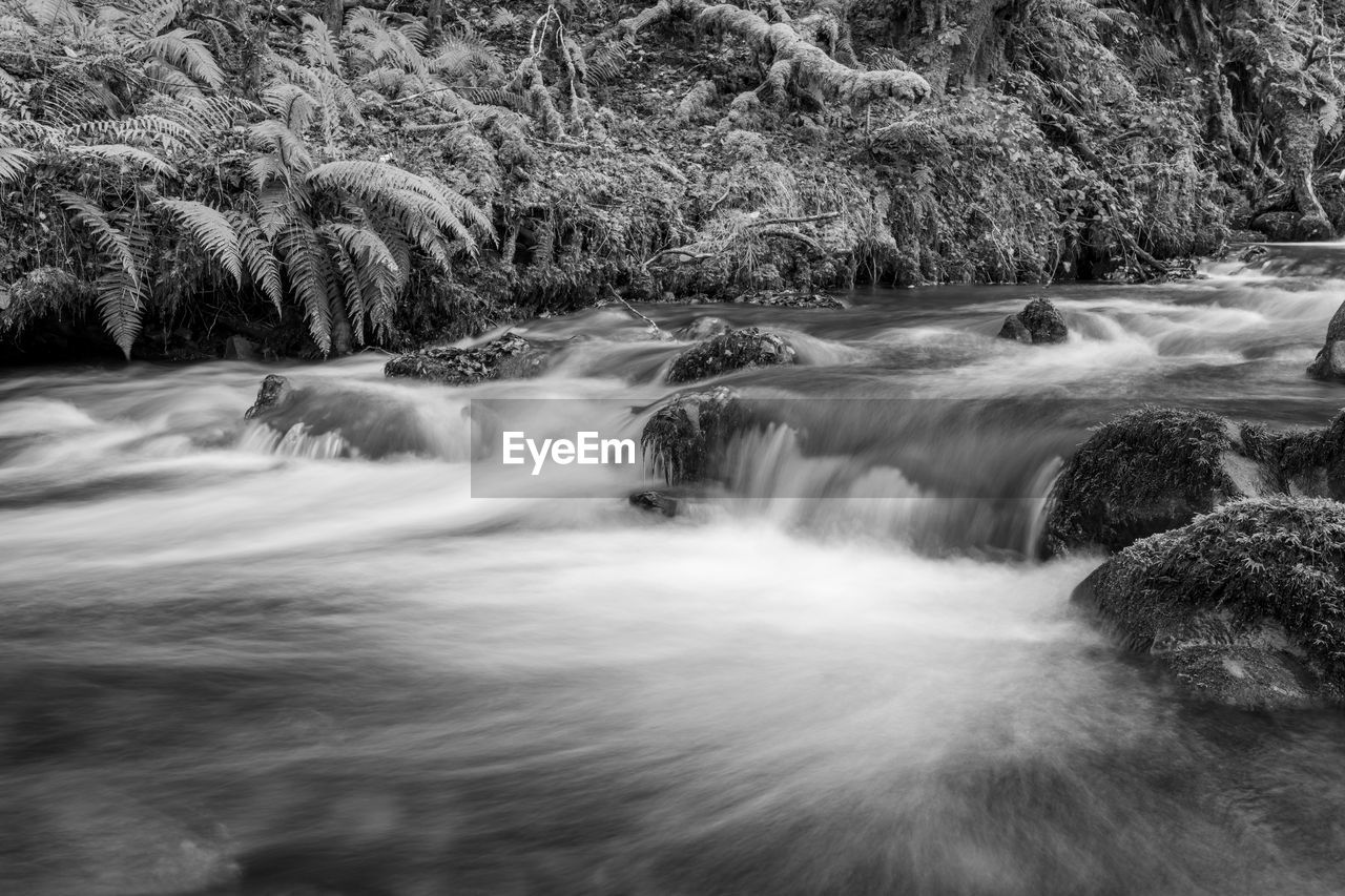 river, beauty in nature, water, rapid, tree, scenics - nature, plant, stream, nature, waterfall, motion, forest, black and white, land, flowing water, environment, body of water, monochrome photography, no people, long exposure, watercourse, monochrome, flowing, rock, blurred motion, non-urban scene, outdoors, growth, creek, day, tranquility, idyllic, water feature, landscape, tranquil scene