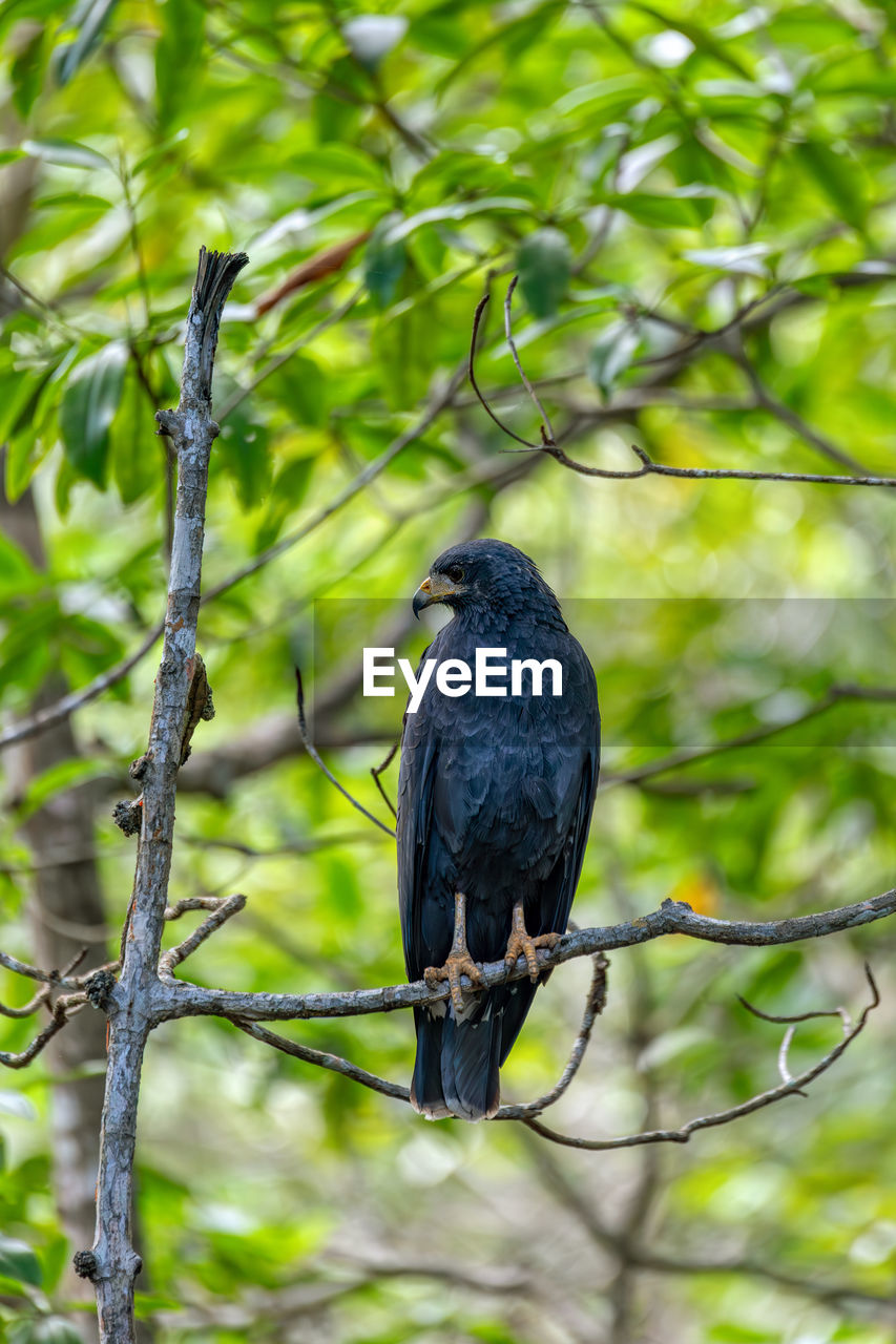 close-up of bird perching on branch