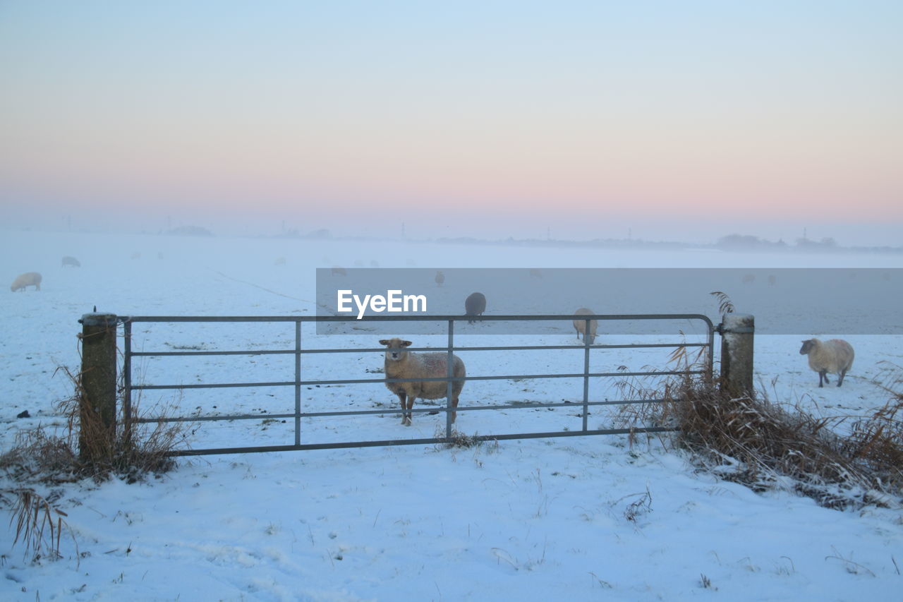 Fence on snow covered landscape