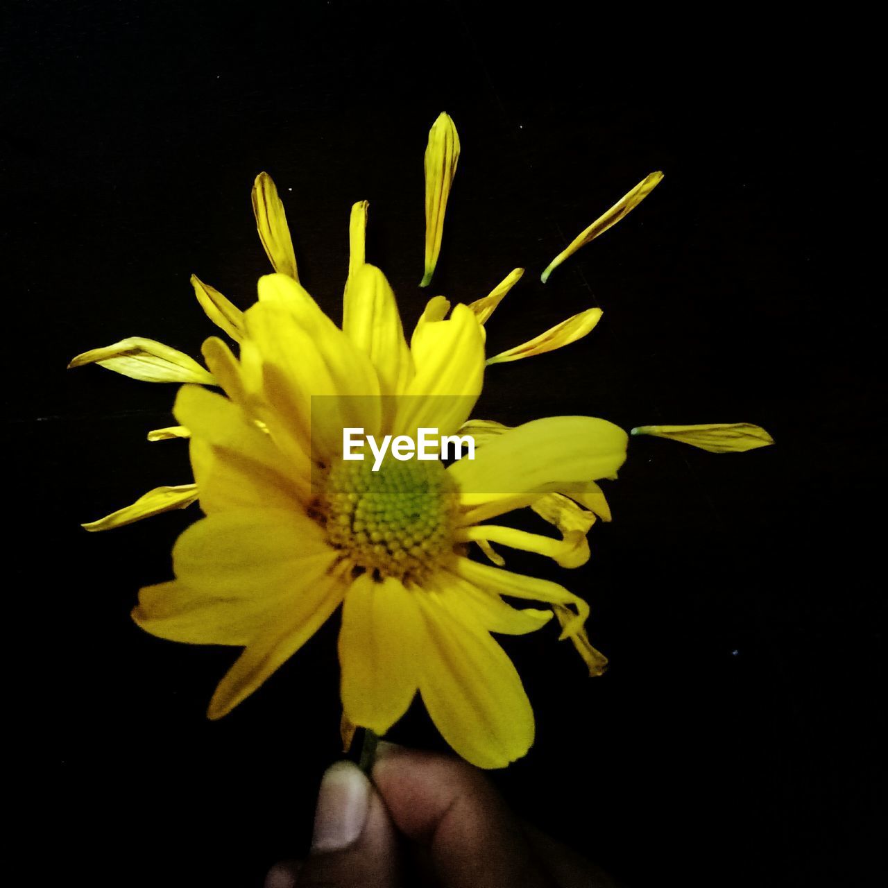 CLOSE-UP OF YELLOW FLOWERS AGAINST BLACK BACKGROUND