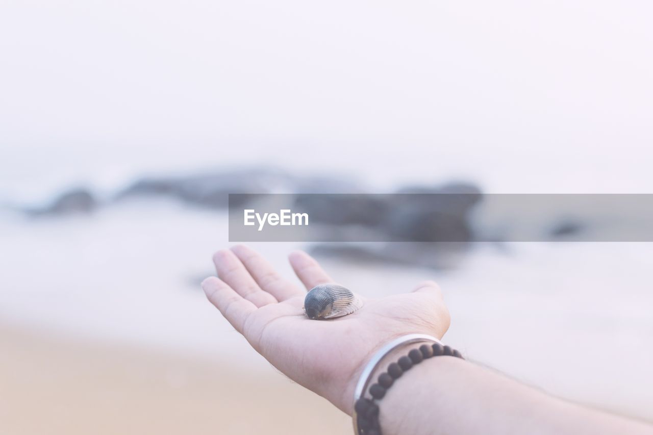 Cropped image of hand holding shell at beach