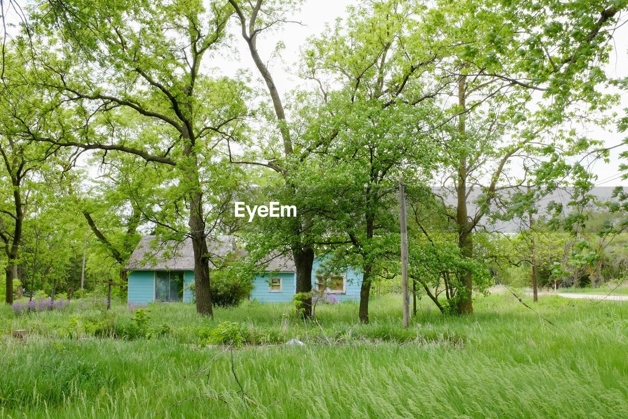 Scenic view of trees on grassy field by house