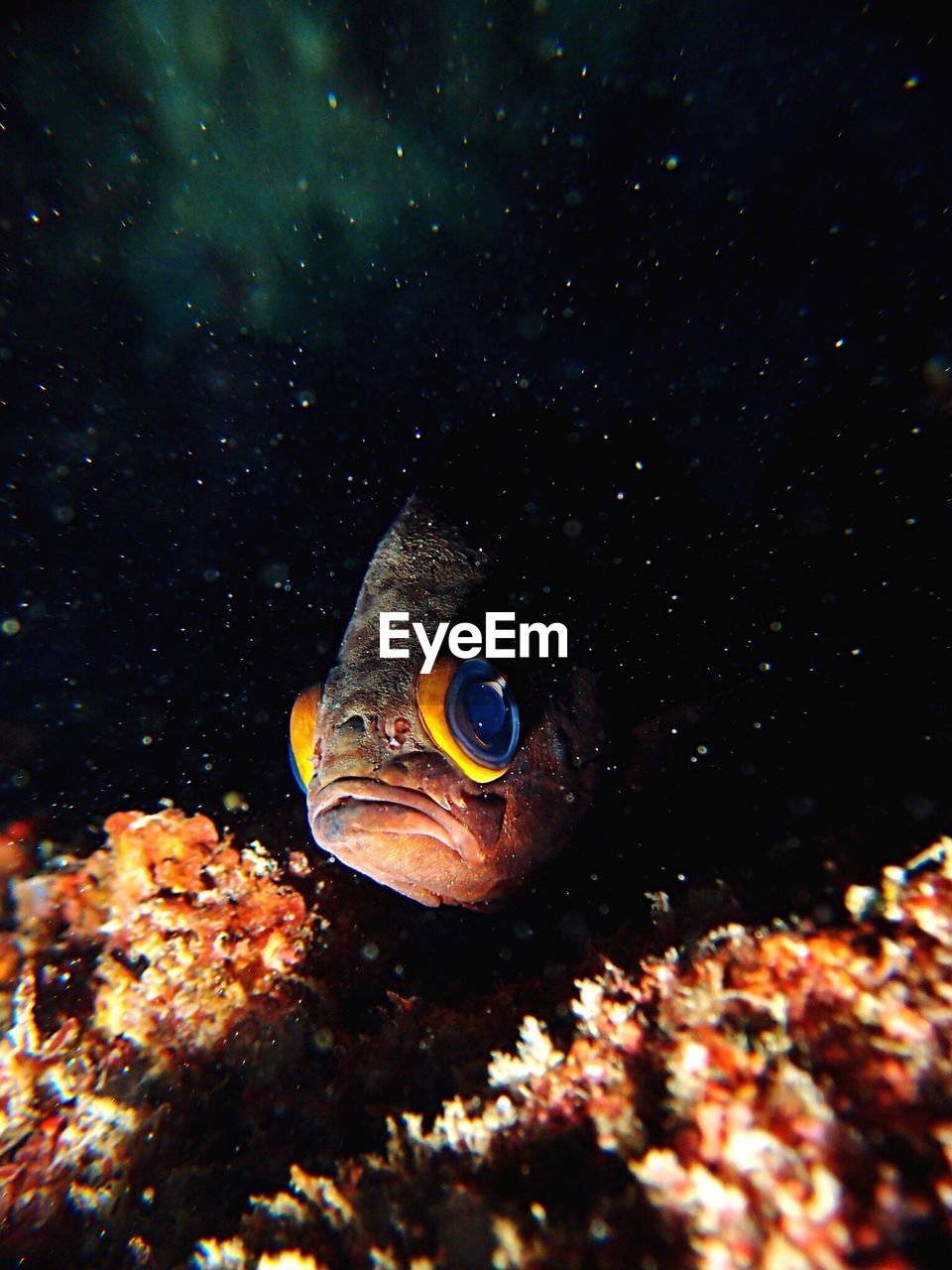 Close-up of fish swimming in sea