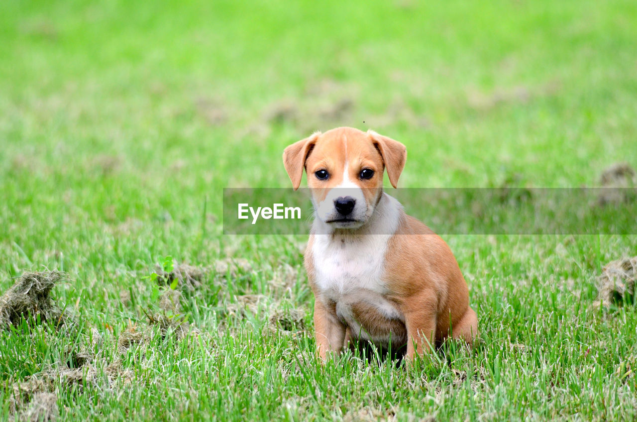 PORTRAIT OF DOG ON GRASS