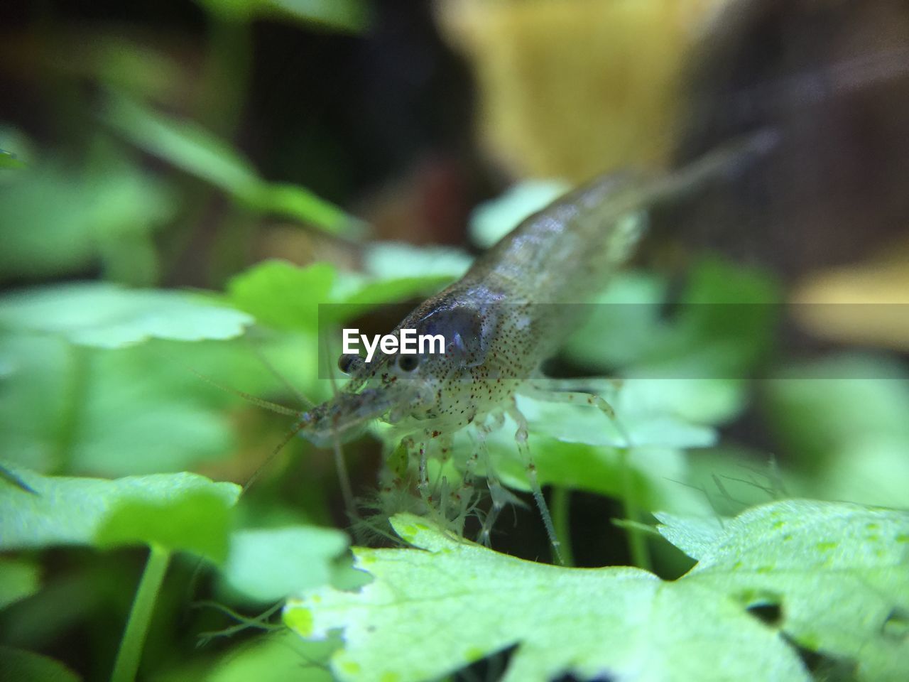 Close-up of shrimp on plant in fish tank