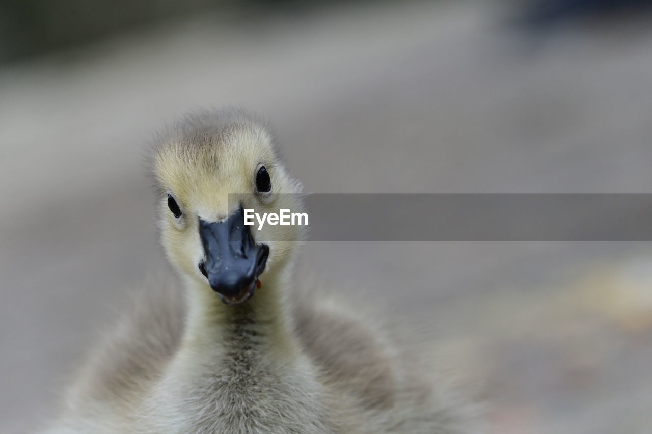 animal themes, animal, bird, animal wildlife, one animal, wildlife, beak, ducks, geese and swans, close-up, water bird, duck, animal body part, no people, young animal, nature, focus on foreground, portrait, young bird, day, outdoors, looking at camera, animal head