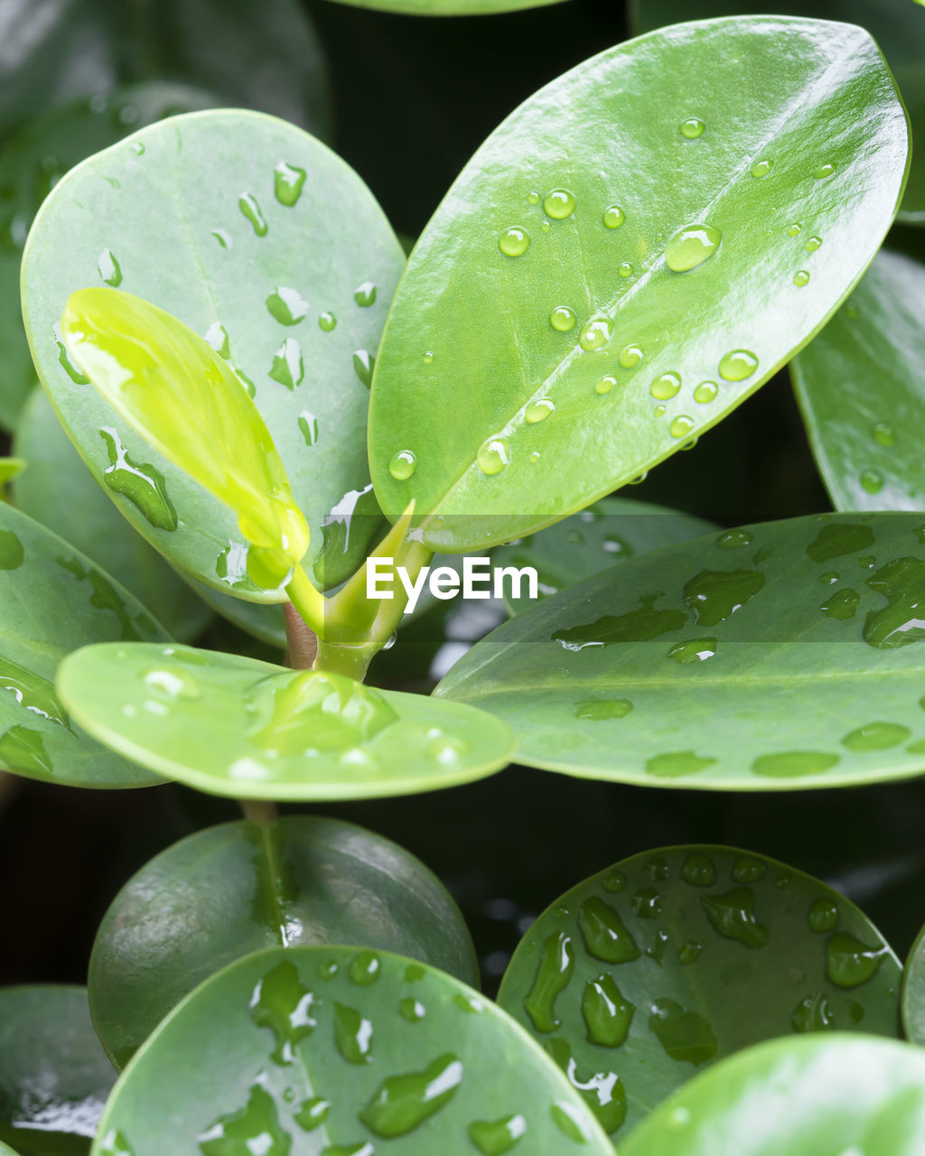 Close-up of raindrops on leaves