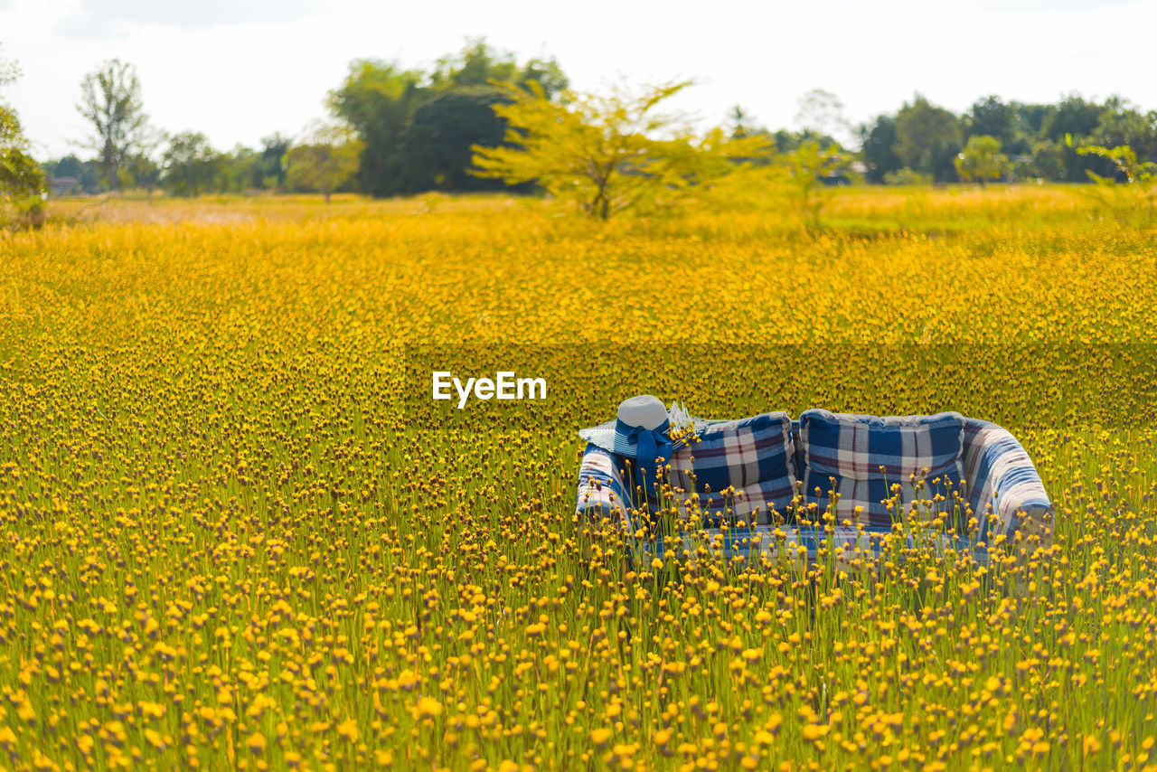 Empty sofa amidst yellow flowers on field