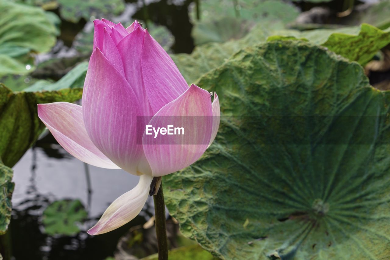 CLOSE-UP OF PINK FLOWERS BLOOMING OUTDOORS