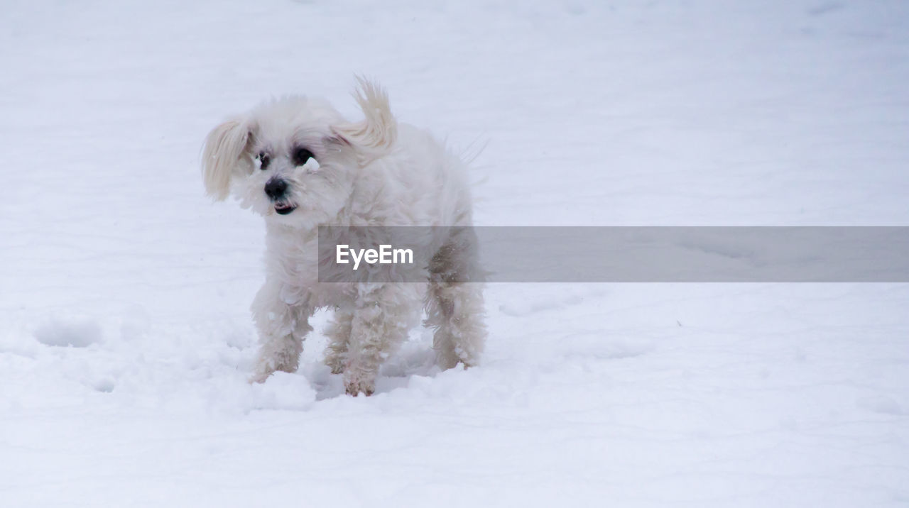 White dog on snow field