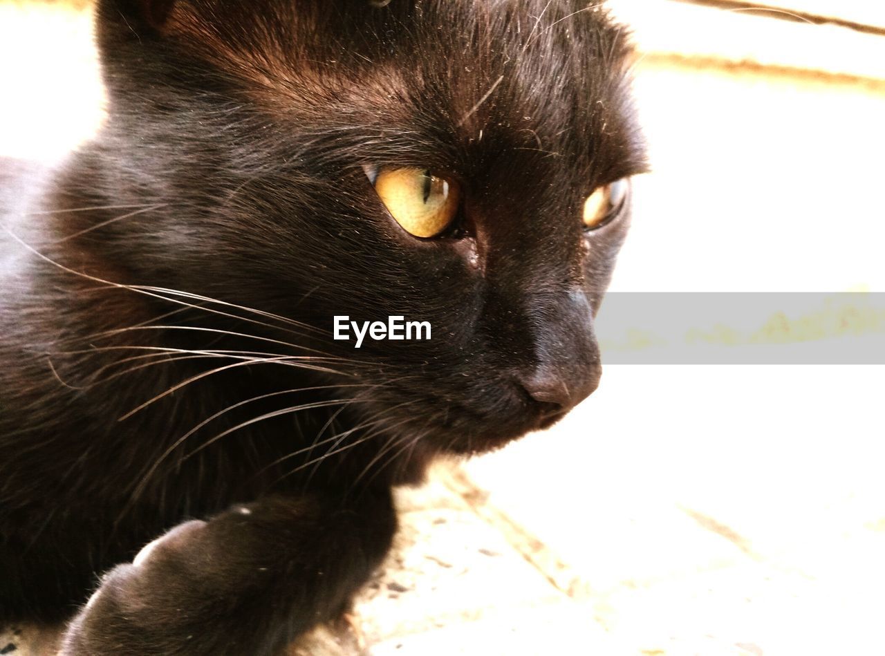 CLOSE-UP OF BLACK CAT LOOKING AWAY