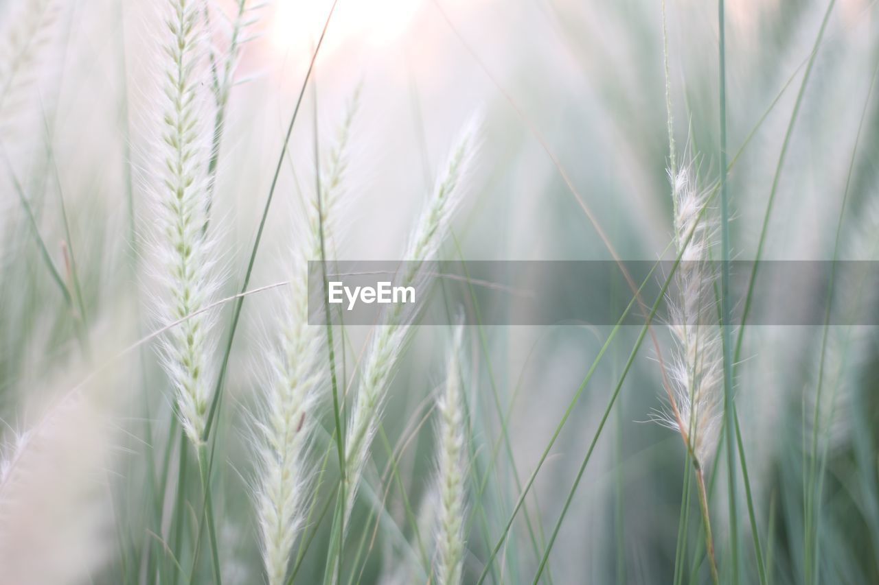 CLOSE-UP OF WHEAT FIELD