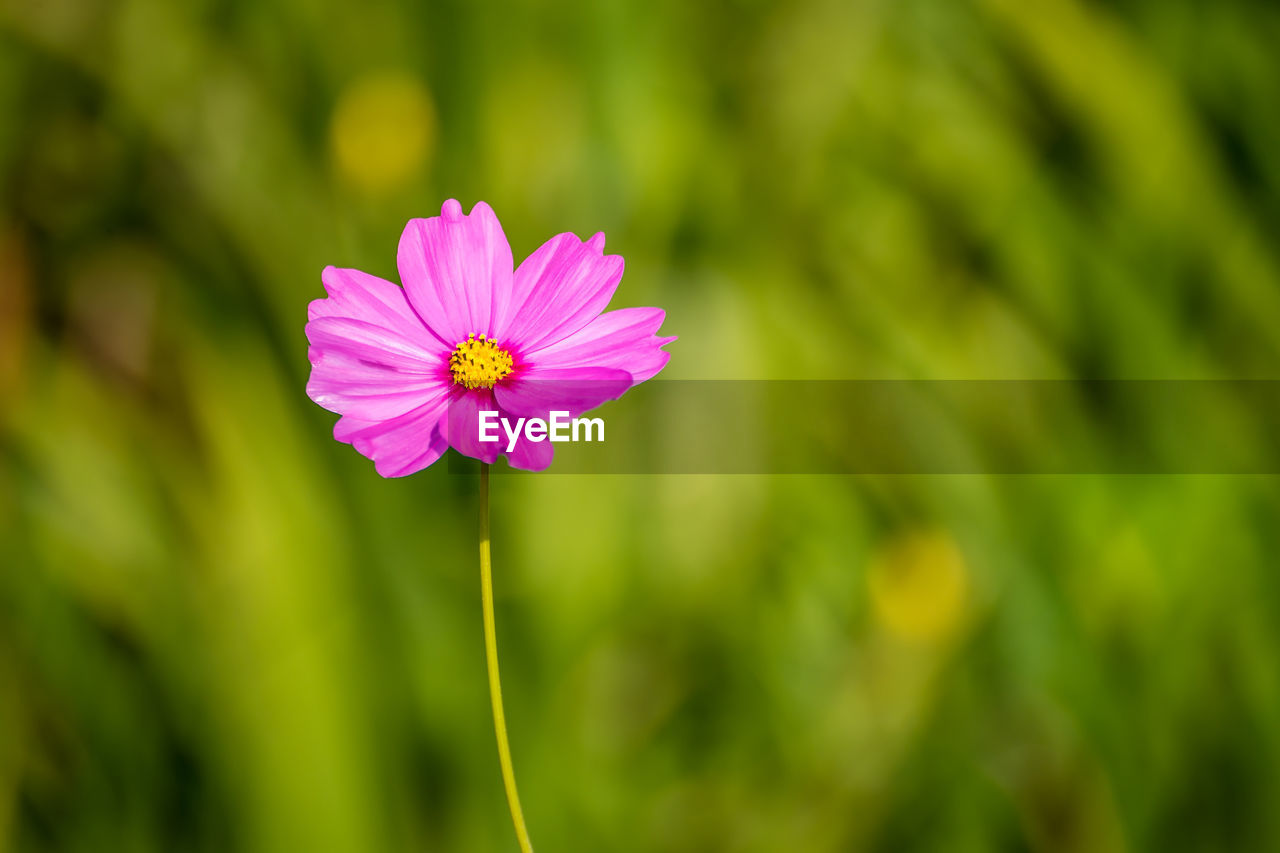 Close-up of pink flower blooming outdoors