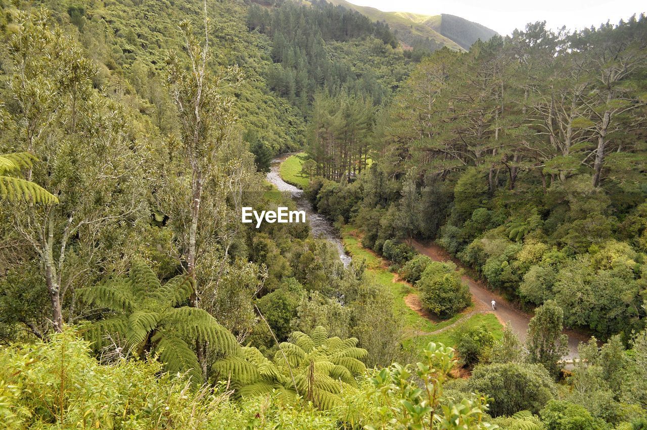 HIGH ANGLE VIEW OF TREES ON LANDSCAPE