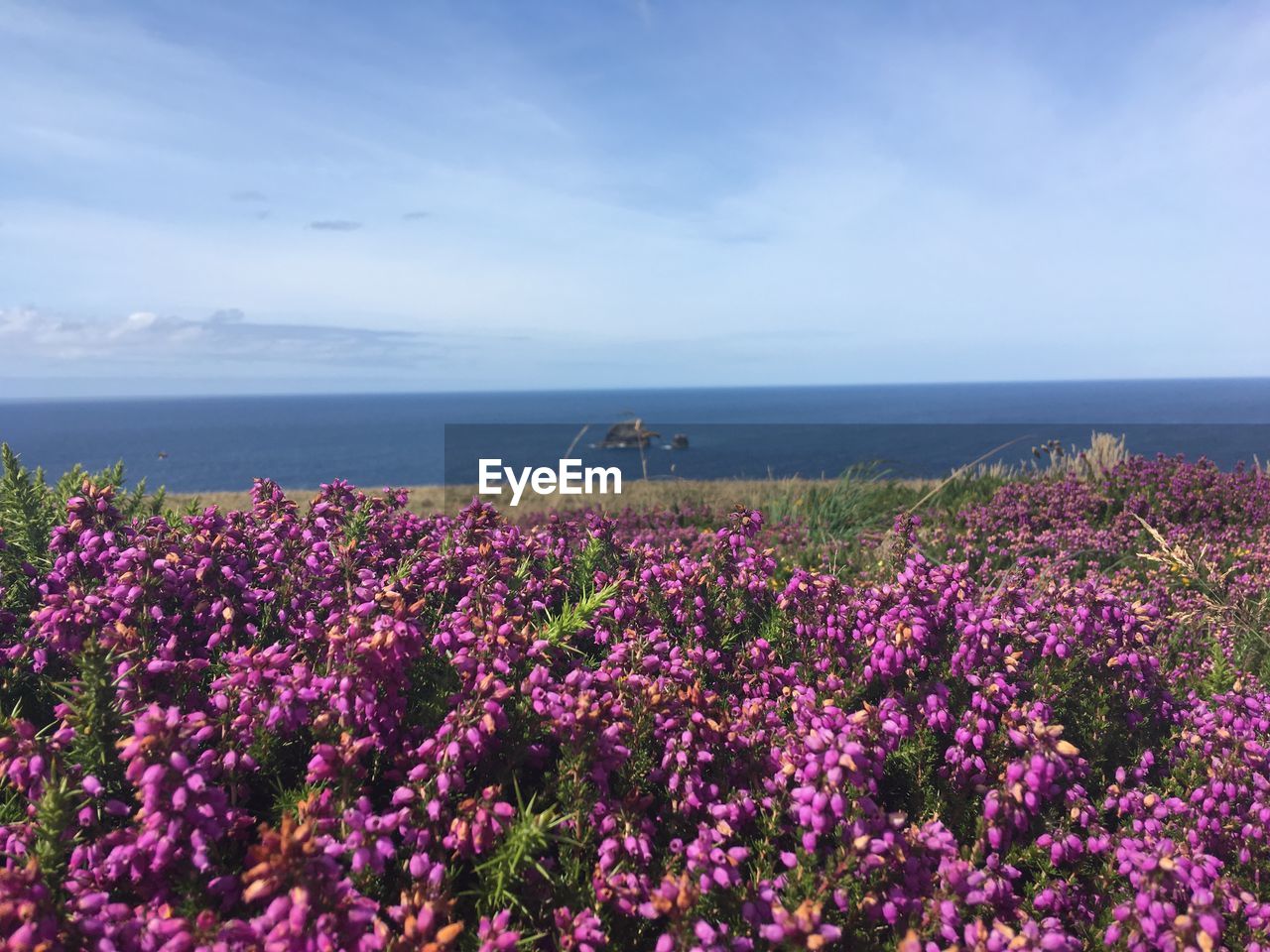 Purple flowering plants by sea against sky