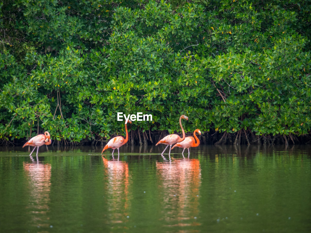 Flamingoes in shallow water at lake against trees