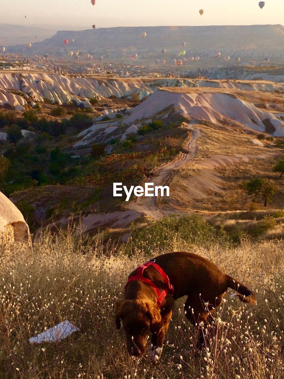 DOG ON FIELD BY GRASS