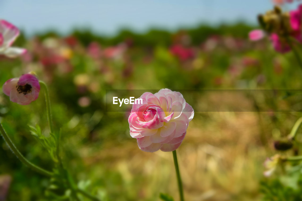 Close-up of pink rose in field
