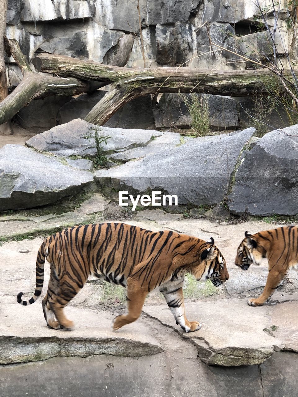 SIDE VIEW OF A TIGER ON ROCK