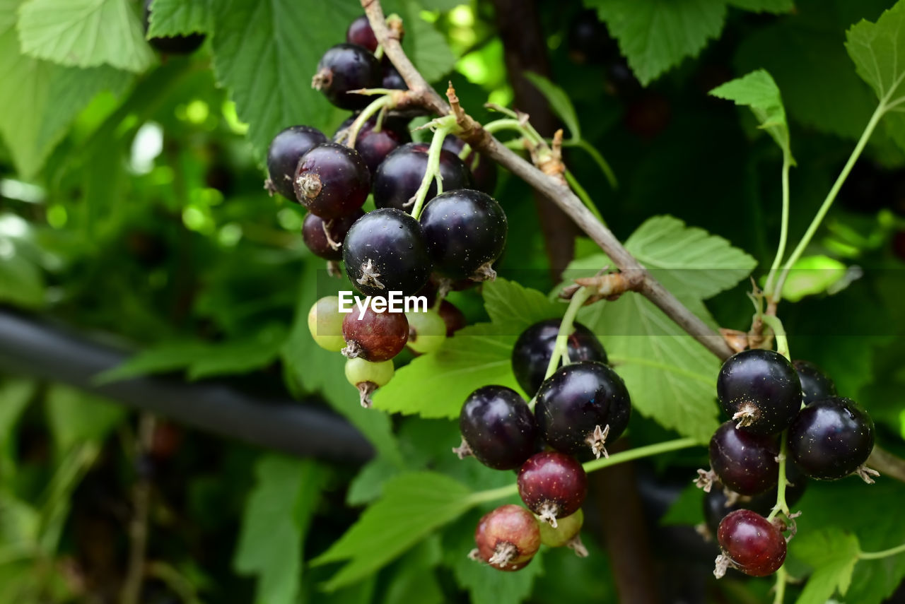 close-up of grapes growing on plant