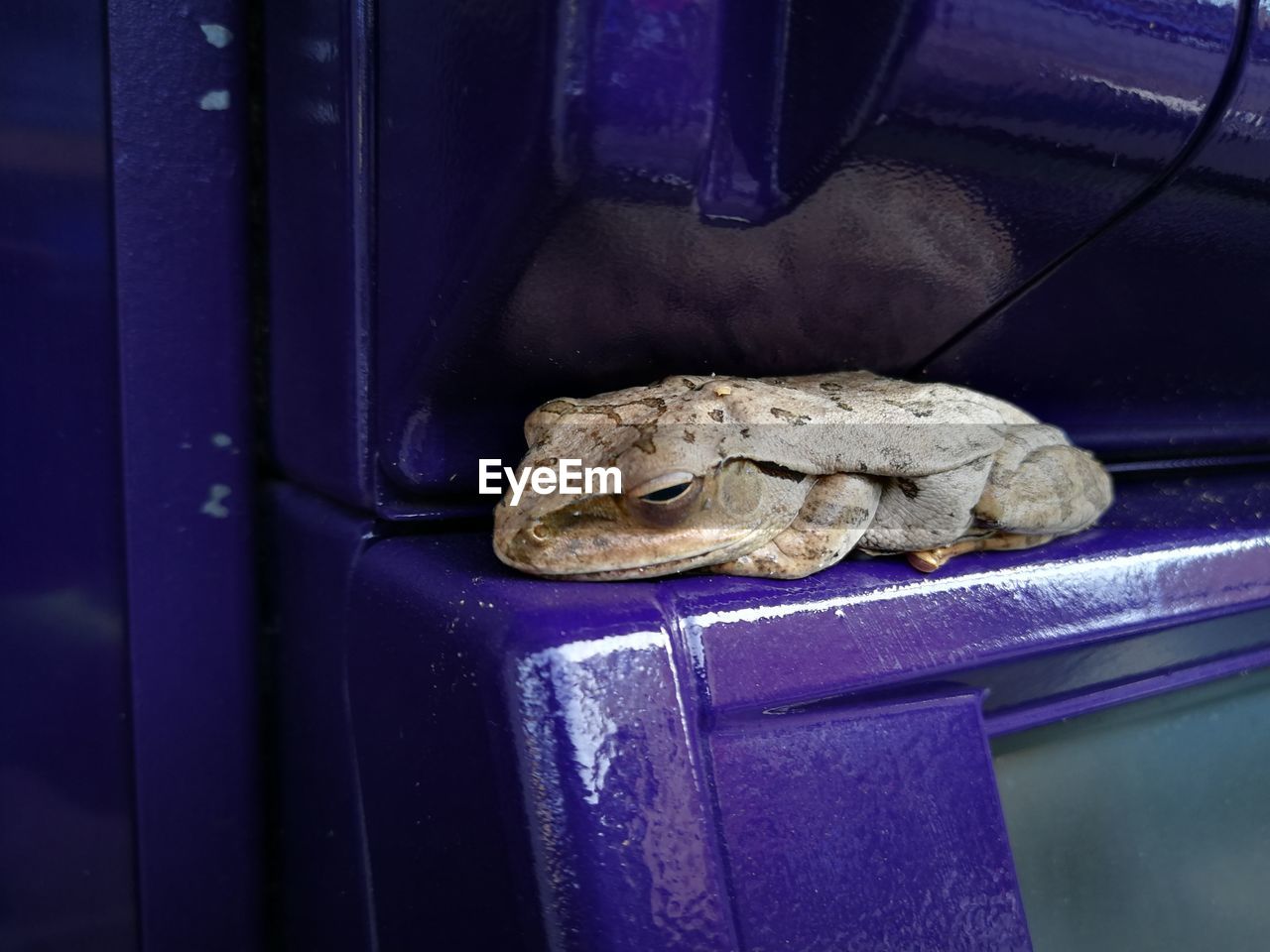 CLOSE-UP OF FROG IN METAL