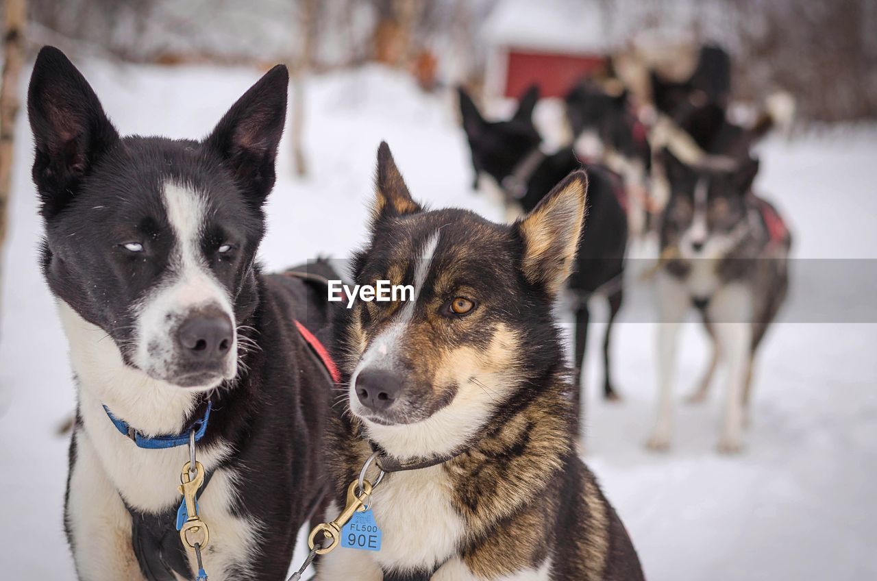 Close-up of sled dogs on snow covered field