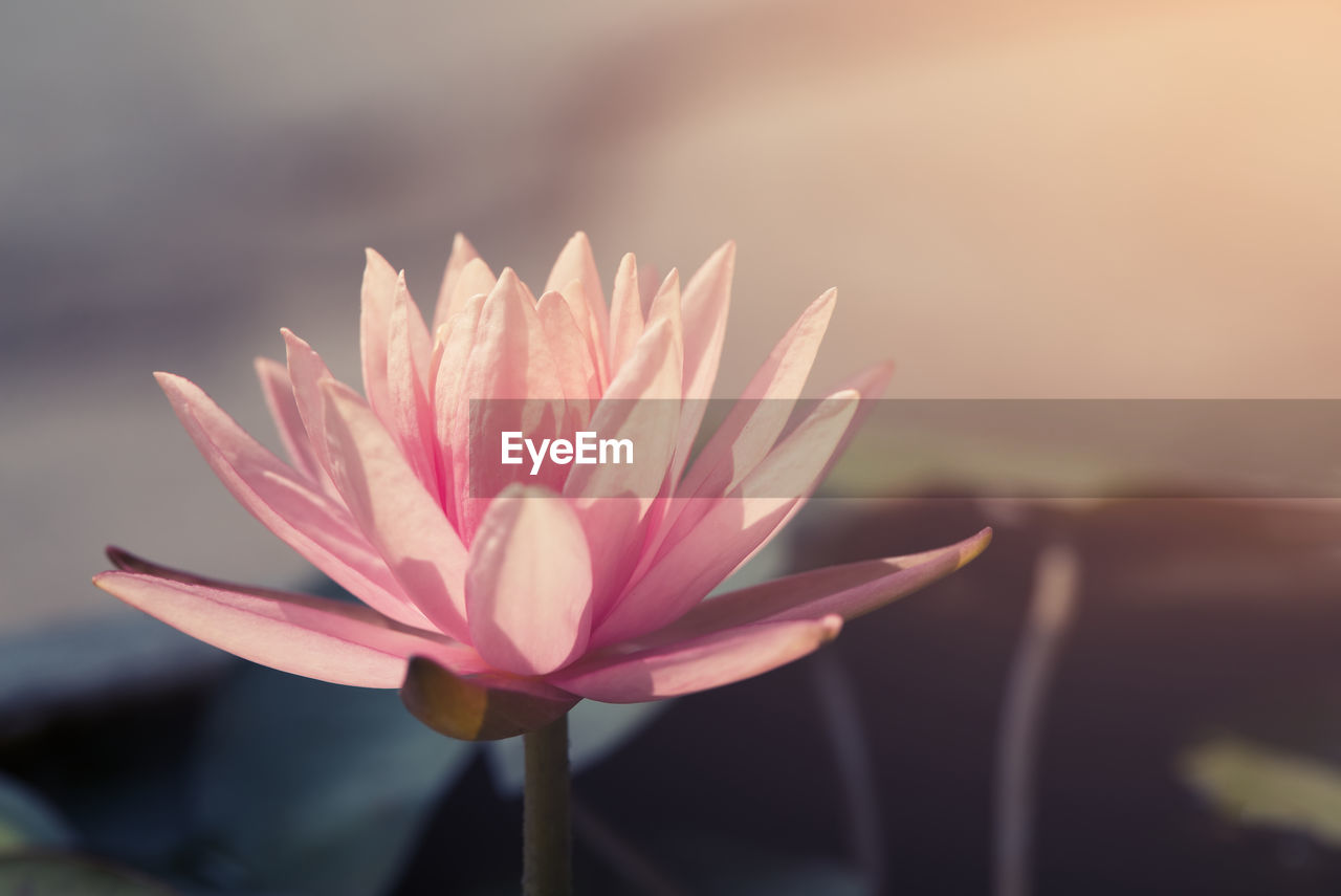 Close-up of pink water lily