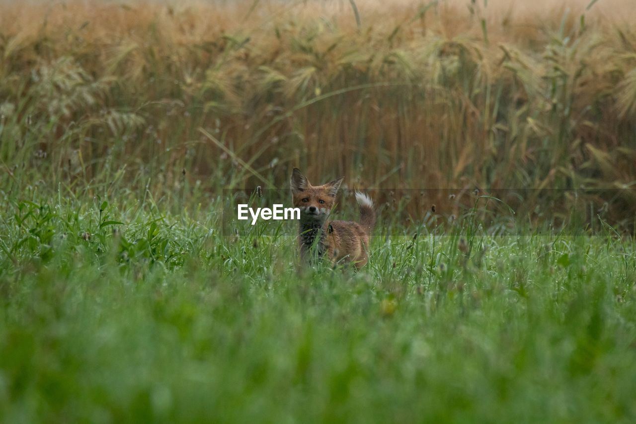 grass, animal, animal themes, plant, grassland, animal wildlife, one animal, mammal, wildlife, prairie, nature, no people, selective focus, field, land, day, meadow, green, outdoors, lawn, portrait, landscape, environment