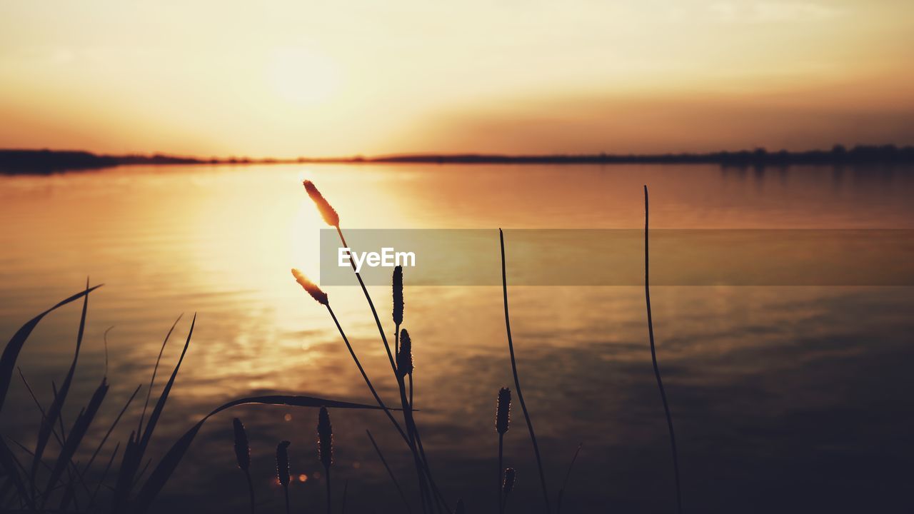 SILHOUETTE PLANTS AGAINST LAKE DURING SUNSET