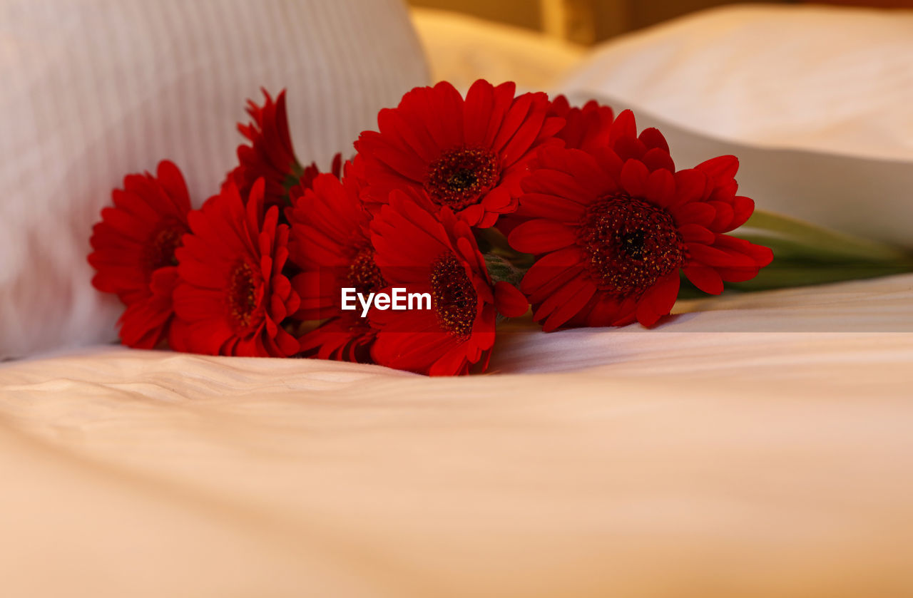 CLOSE-UP OF RED FLOWERS AND TABLE