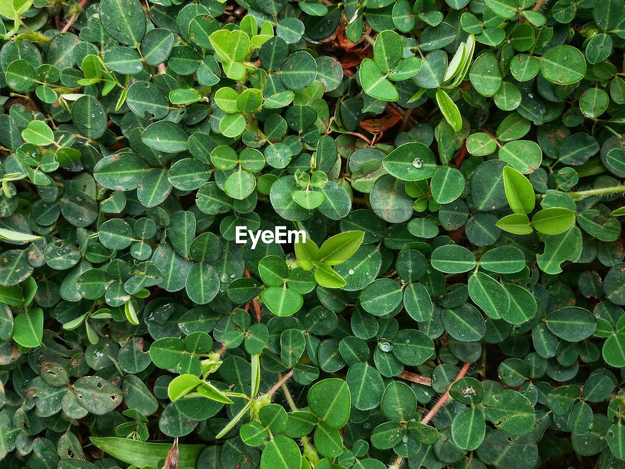 Full frame shot of ivy growing on field