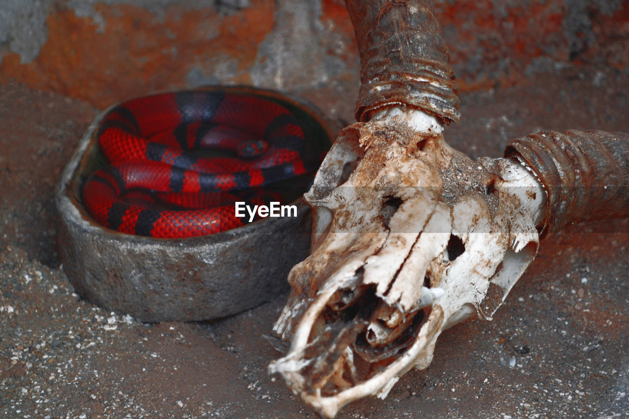 Close-up of animal skull by snake on field