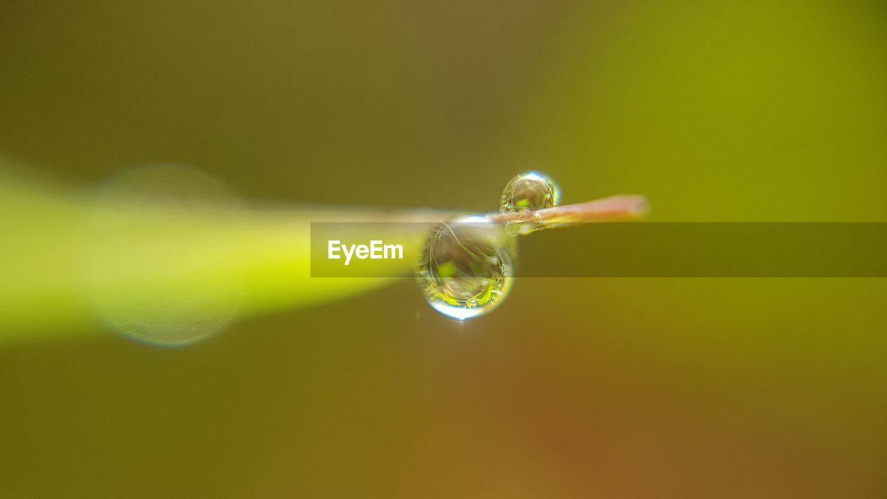 CLOSE UP OF GREEN LEAF