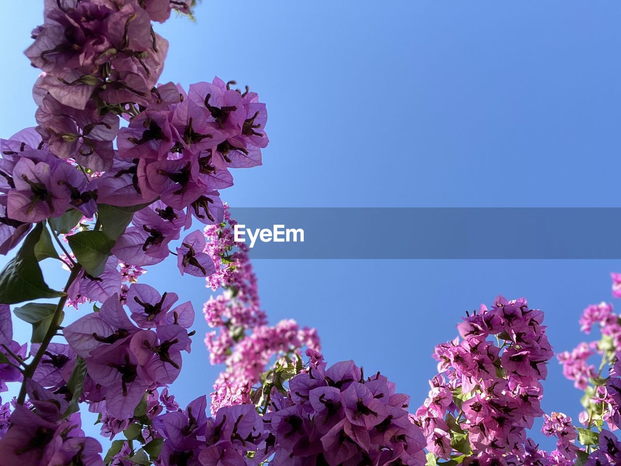 plant, flower, flowering plant, beauty in nature, freshness, nature, blossom, fragility, lilac, pink, sky, growth, springtime, purple, blue, clear sky, spring, tree, no people, low angle view, petal, flower head, inflorescence, outdoors, close-up, branch, botany, day