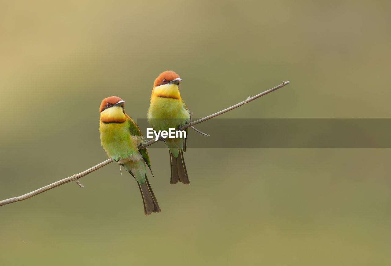 BIRD PERCHING ON A PLANT