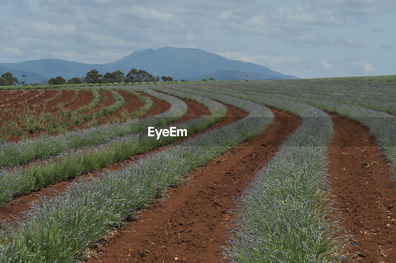 Scenic view of agricultural field against sky