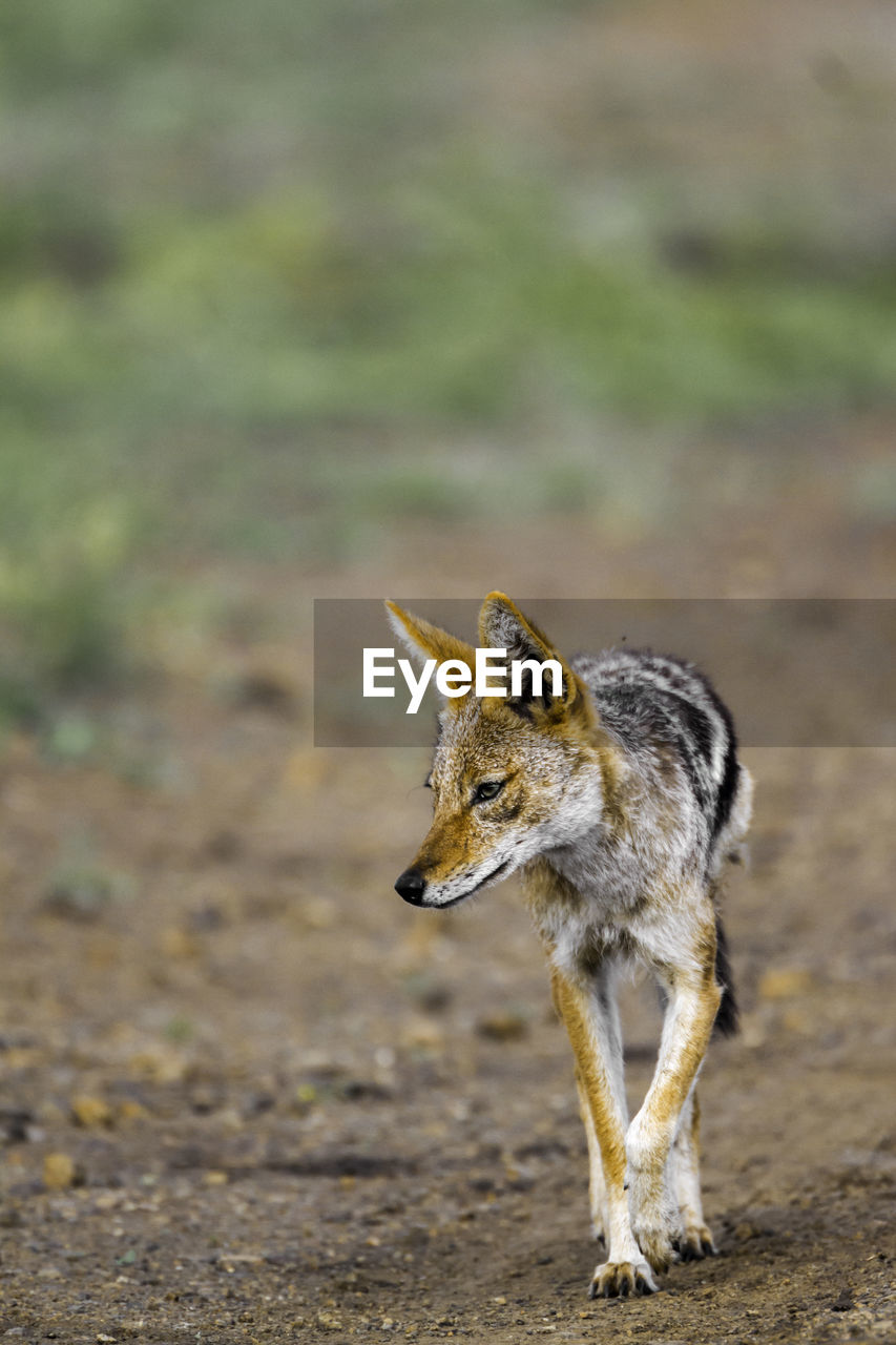 Close-up of black-backed jackal looking away while walking on land