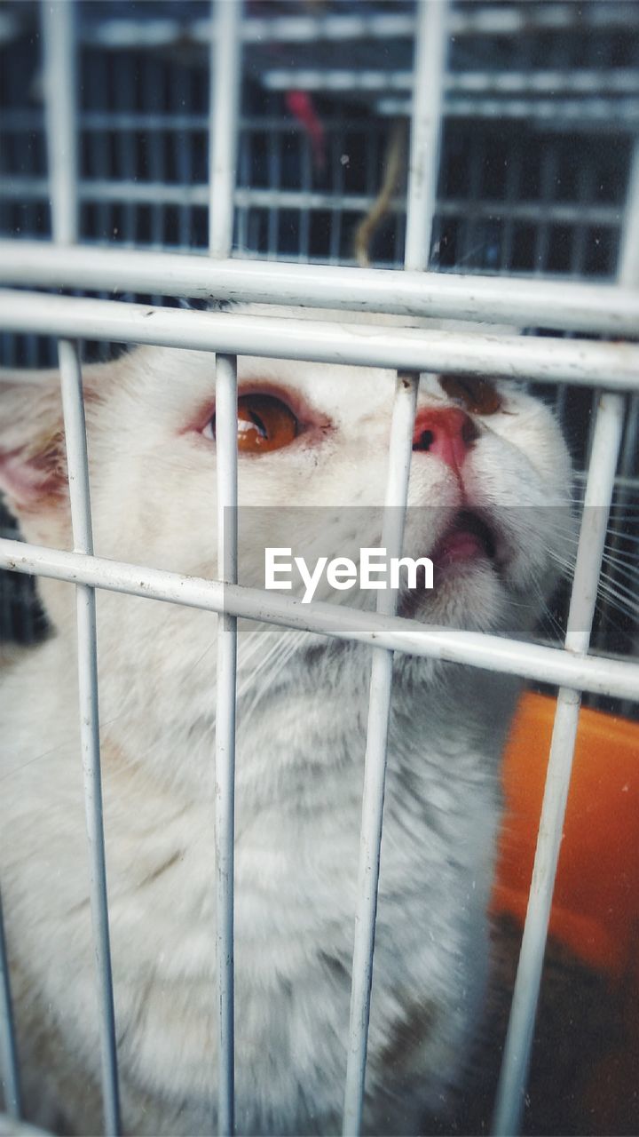 CAT IN CAGE SEEN THROUGH GLASS