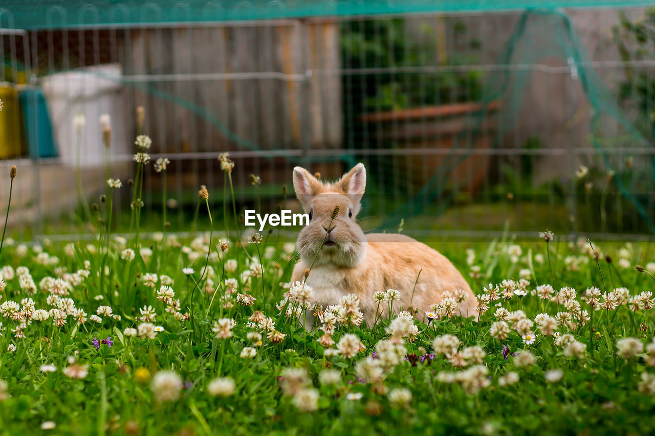 Close-up of rabbit sitting on plants