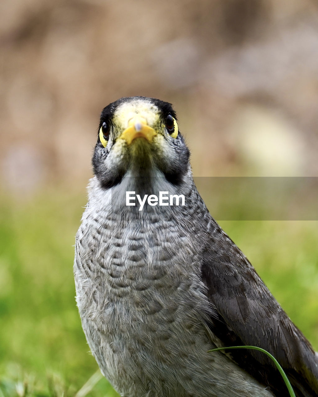 Close-up portrait of  australian native bird called noisy miner.