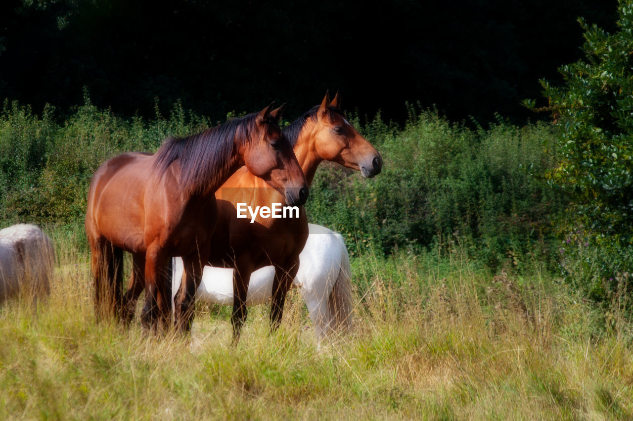 Two alert bay horses in field with other ponies
