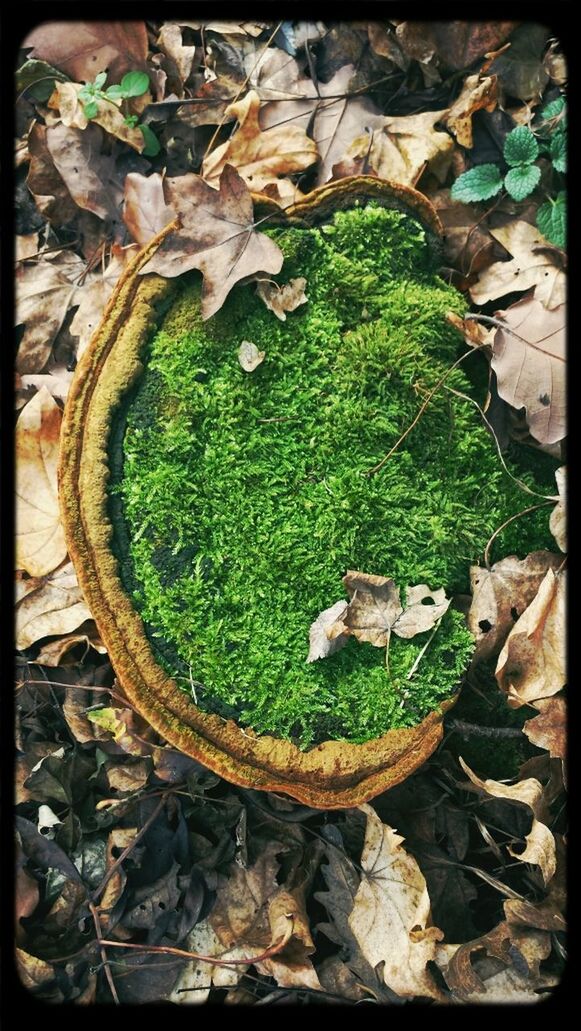 Close-up of mushroom with moss grown on it