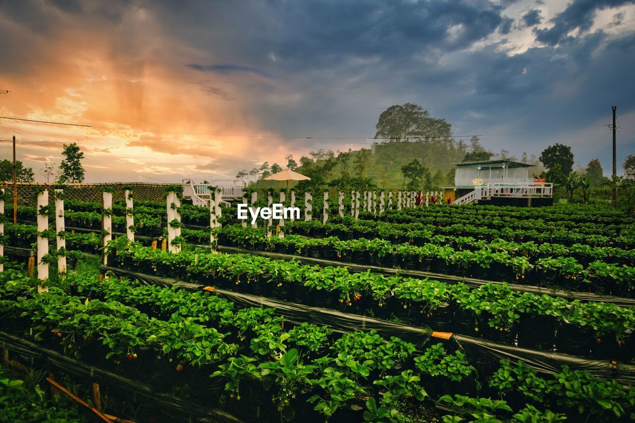 Scenic view of strawberry field against sky during sunset at magelang, indonesia