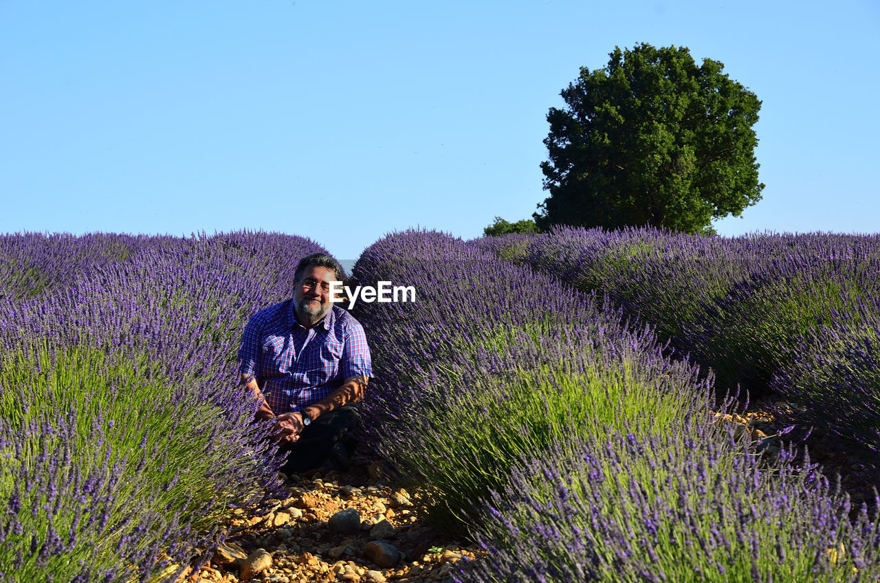 Portrait of man sitting amidst lavender field against clear blue sky