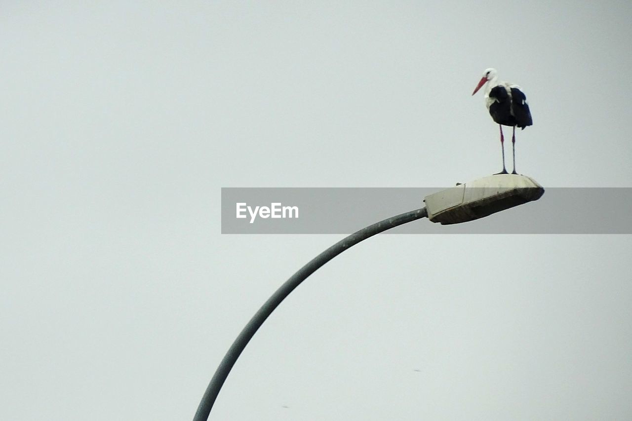 LOW ANGLE VIEW OF BIRD PERCHING ON POWER LINE