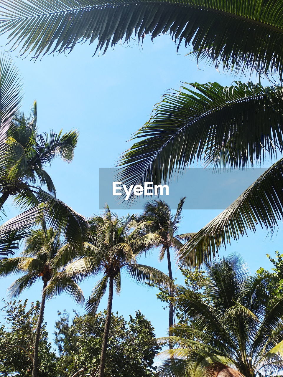 LOW ANGLE VIEW OF PALM TREE AGAINST SKY